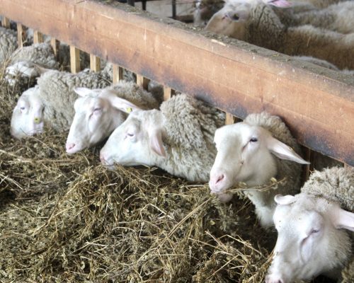 Schafe aus Pachfurth